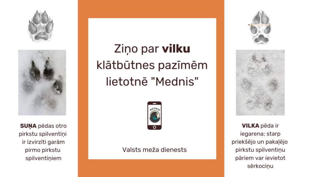 Ziņo par vilku klātbūtnes pazīmēm lietotnē "Mednis"